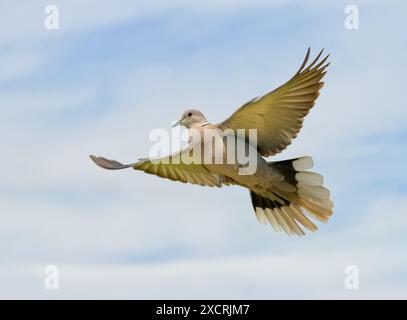Eurasian Collared-Dove flying from right to left, with wings wide open, against cloudy sky Stock Photo