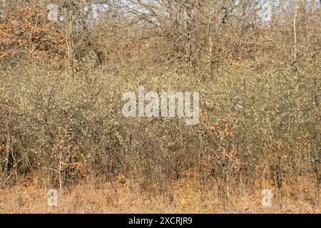A thicket of wild, native, Cherokee plum in very early spring, blooming Stock Photo