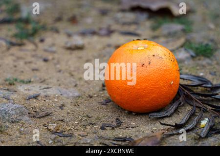 Fallen orange fruit on sand next to dead leaves, close up Stock Photo