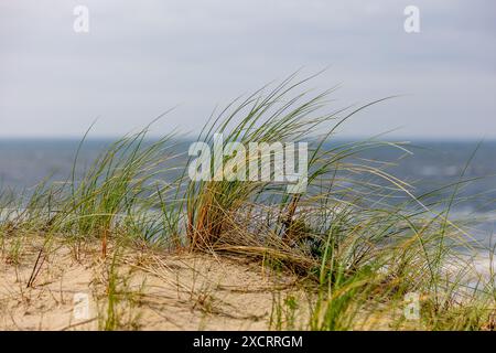 A close-up photograph of marram grass (ammophila) blowing in the wind on a sunny day. The grass is in the foreground, with the beach and ocean in the Stock Photo