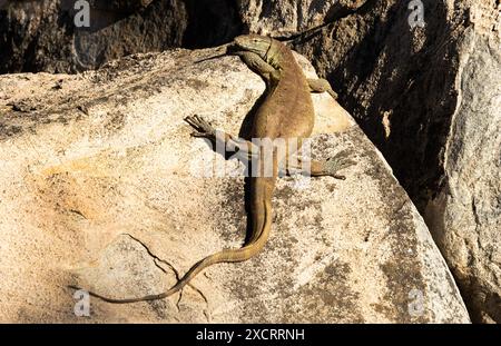 A large Nile or water Monitor basks in the sunshine on a granite boulder. Being cold-blooded absorbing heat from the sun enables them to warm muscles Stock Photo