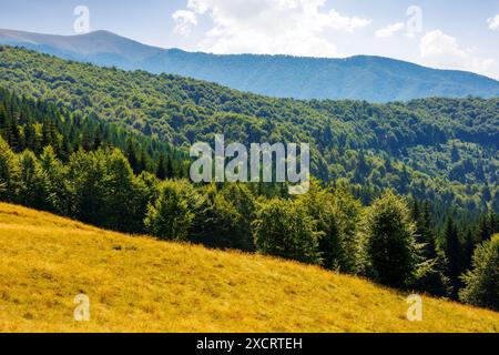 forested landscape of carpathian mountains in summer. nature scenery with primeval beech forest on the hillside behind grassy meadow in afternoon ligh Stock Photo