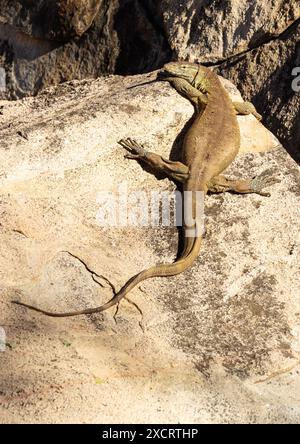 A large Nile Monitor basks in the sunshine on a granite boulder. Being cold-blooded, absorbing heat from the sun enables them to warm muscles Stock Photo