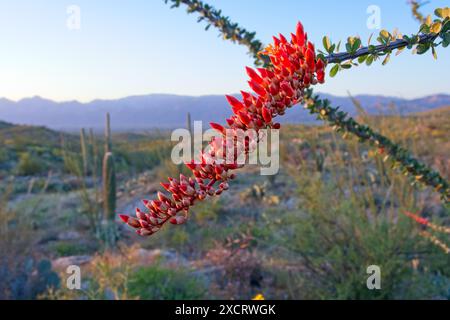 Close up of Ocotillo springtime flower buds illuminated by late afternoon sun with rugged Santa Catalina mountains on horizon in Saguaro National Park Stock Photo