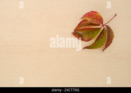 autumn Virgin grapevine with five-lobed leaf on wooden table, Parthenocíssus quinquefolia background, seasonal change, natural environment, nature pro Stock Photo