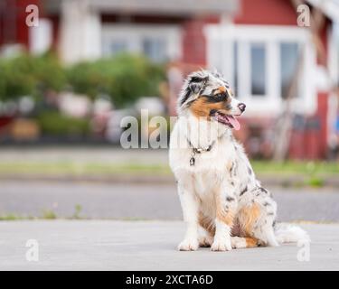 Portrait of blue merle Australian shepherd dog  in summer. Aussie puppy sitting at the small harbor area. Stock Photo