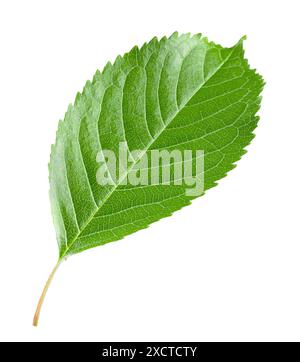 green leaf cherry isolated on a white background. Clipping path. Stock Photo