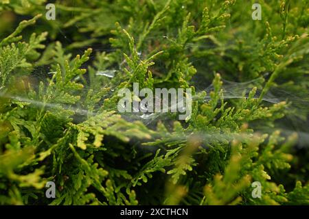 Spider web in a pine tree Stock Photo