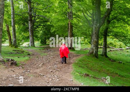 Pilgrim walking over the Pyrenees from St Jean Pied de Port  France in wet and foggy weather on the first stage of the Camino de Santiago Stock Photo