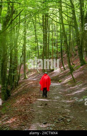 Pilgrim walking over the Pyrenees from St Jean Pied de Port  France in wet and foggy weather on the first stage of the Camino de Santiago Stock Photo