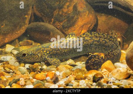 burbot, bubbot, mariah, oche, cusk, freshwater cod, freshwater ling ...