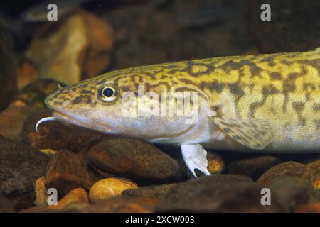 burbot, bubbot, mariah, oche, cusk, freshwater cod, freshwater ling ...