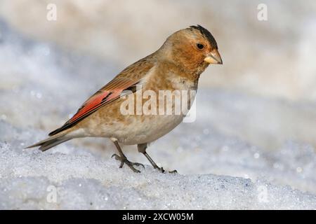 African crimson-winged finch (Rhodopechys sanguineus alienus, Rhodopechys alienus ), perching in the snow, side view, Morocco Stock Photo