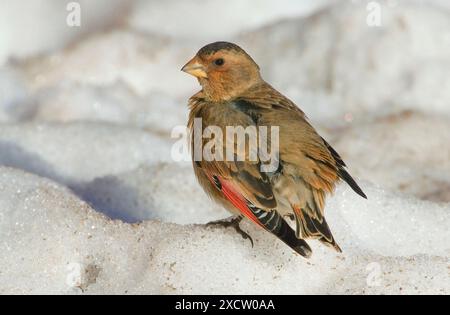 African crimson-winged finch (Rhodopechys sanguineus alienus, Rhodopechys alienus ), perching in the snow, Morocco Stock Photo