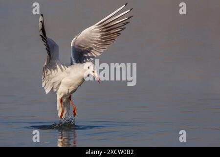 black-headed gull (Larus ridibundus, Chroicocephalus ridibundus), landing in the water, side view, Italy, Tuscany, Piana fiorentina; Stagno di Pere, F Stock Photo