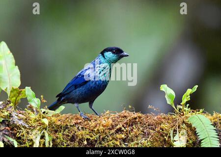 black-capped tanager (Tangara heinei), sitting on a branch, Ecuador, Andes, Bellavista Reserve Stock Photo