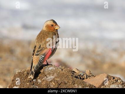 African crimson-winged finch (Rhodopechys sanguineus alienus, Rhodopechys alienus ), perching on an earthen mound, Morocco Stock Photo