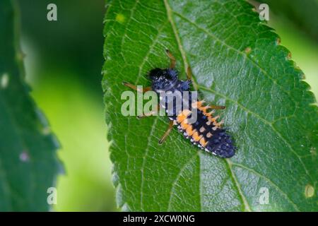 Multicoloured Asian beetle, harlequin, Asian Asian lady beetle, Halloween beetle (Harmonia axyridis), larva on a leaf, Germany Stock Photo