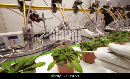 Scientist using electrical penetration graphs (EPGs) in a plant defence study. EPGs involve running an electric current through a plant and attaching Stock Photo