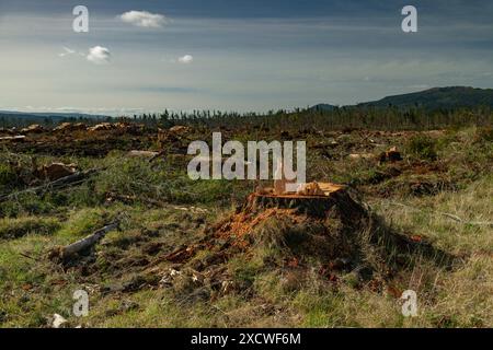 Tree stumps in an area of cleared forest near Mt Ruapehu in New Zealand. Stock Photo