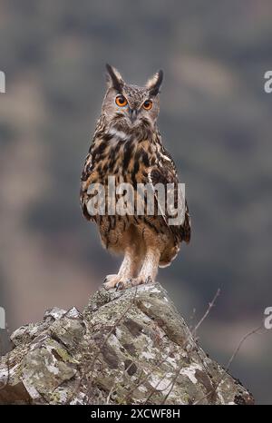 Eurasian eagle-owl (Bubo bubo). Stock Photo