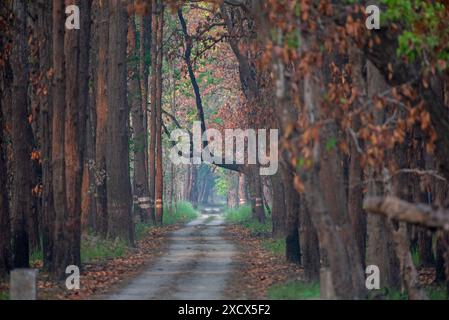 Path inside the deep forest. Stock Photo