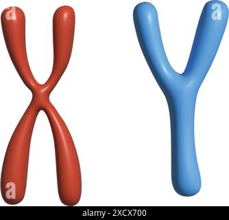 An illustration of chromosomes, featuring a clear and detailed design that represents the structure and significance of chromosomes in genetics Stock Vector