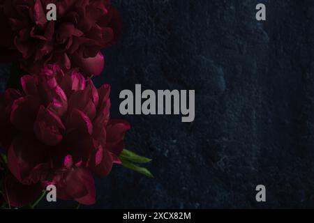 Two luxury dark red peonies on a black textured background. Moody flowers. Copy space and color bloom Stock Photo