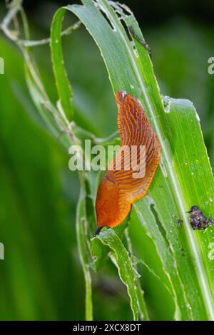 Slug causing damage to corn, leaving nothing but the leave veins Stock Photo