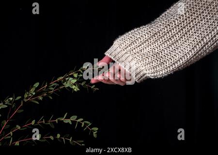 Close-up of a hand in a cozy knitted sweater gently touching eucalyptus parvifolia on a black background, symbolizing nature and comfort. Stock Photo