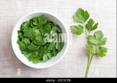 Fresh flat leaf parsley  in a white bowl on linen fabric. Parsley with bright green and not wrinkled leaves. Petroselinum crispum. Stock Photo