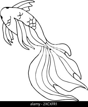 Graphic illustration of a betta fish. Outline drawing of an exotic aquatic animal in doodle style. Hand drawn in black line art. Undersea world Stock Vector