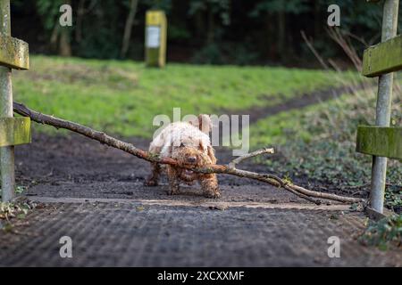 Front view of a determined dog trying to carry a large stick in his mouth through a narrow gate opening. Stock Photo