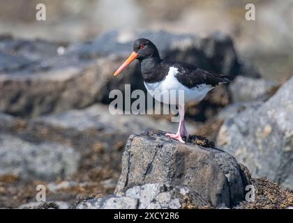 single Oystercatcher wades walks on rocky shore coastline of Alderney Channel Islands shows long orange beak bill black and white colours long legs Stock Photo