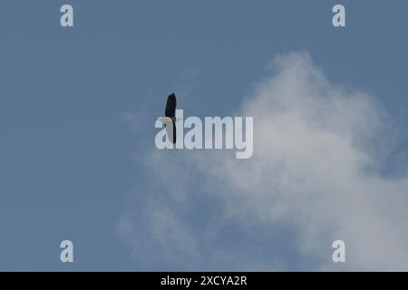 grey heron in flight Stock Photo