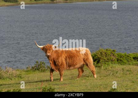 Highland cow by a loch Stock Photo