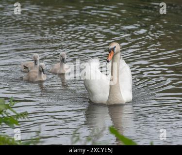 female mute swan and her cygnets swimming Stock Photo