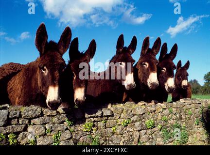 Baudet du Poitou donkeys standing behind stone wall, France Stock Photo