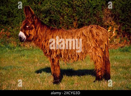 Baudet du Poitou donkey standing outdoors, France Stock Photo