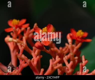 Buddha belly plant or gout plant (Jatropha podagrica), Euphorbiaceae. Botanical Garden, KIT, Karlsruhe, Germany, Europe. Stock Photo