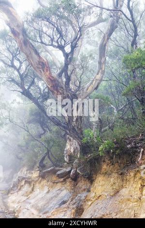 Twisted eucalyptus tree branches and exposed tree roots on an eroded embankment, thick foliage beside a walking track Blue Mountains National Park Stock Photo