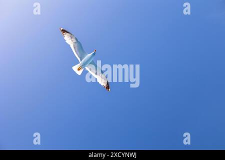 Seagull or sea gull flying in blue sky, flight concept. Strength. Overcoming adversity background with copy space Stock Photo