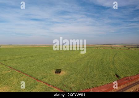 drone view of sugarcane plantations on sunny afternoon. Stock Photo