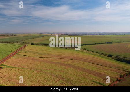 drone view of sugarcane plantations on sunny afternoon. Stock Photo