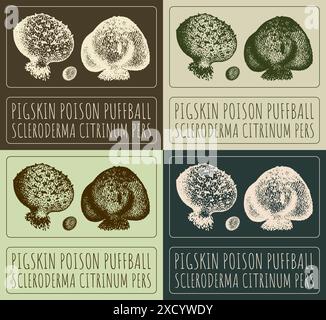Set of vector drawing PIGSKIN POISON PUFFBALL in various colors. Hand drawn illustration. The Latin name is SCLERODERMA CITRINUM PERS. Stock Vector