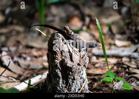 Brown anole lizard sunbathing on a stump Stock Photo