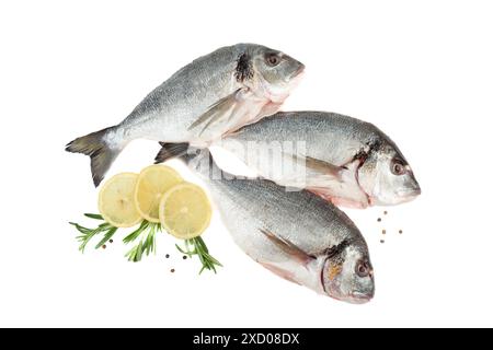Lemon mugs, rosemary sprigs with peppercorns and three ready-to-cook dorado fish on white background. Copy space. Stock Photo