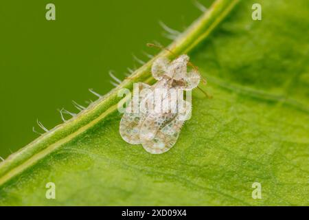 Chrysanthemum Lace Bug (Corythucha marmorata) Stock Photo