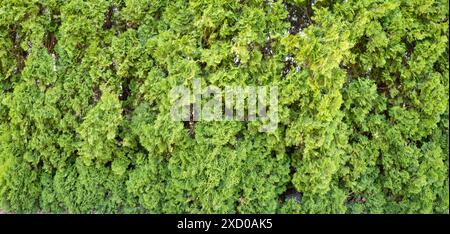 A panorama of a row of Western Cedar trees forming a privacy hedge in the backyard Stock Photo