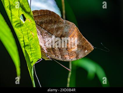 An Orange Oakleaf butterfly (Kallima inachus) imitate a dead leaf. Sarawak, Borneo, Malaysia. Stock Photo